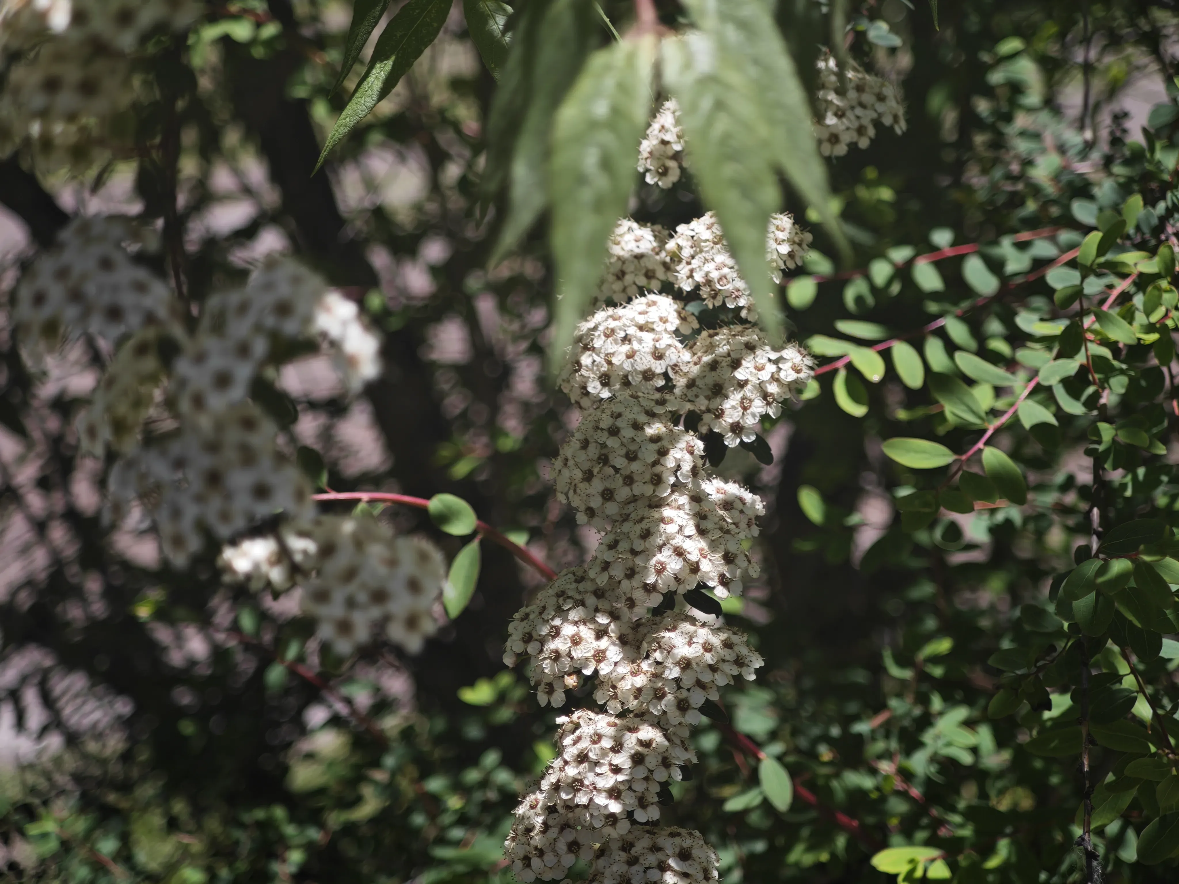 2025-07 四川省·四姑娘山 3